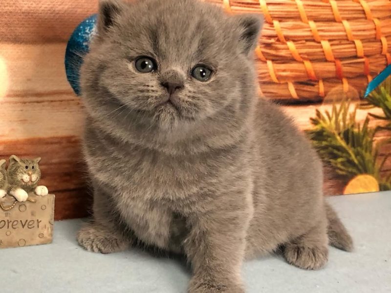 Lovely British Shorthair Kittens Ready for Homes 🐱