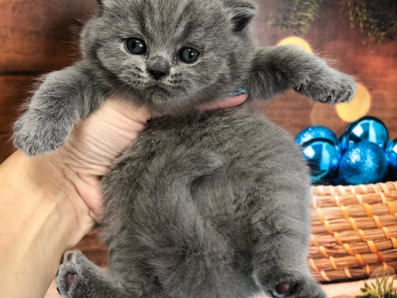 Lovely British Shorthair Kittens Ready for Homes 🐱