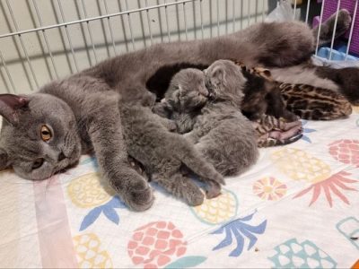 Lovely British Shorthair Kittens Ready for Homes 🐱