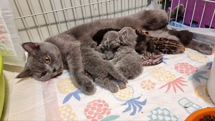 Lovely British Shorthair Kittens Ready for Homes 🐱