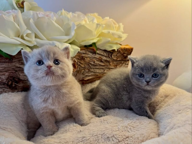 British Shorthair Kittens Available – Male & Female 🐾