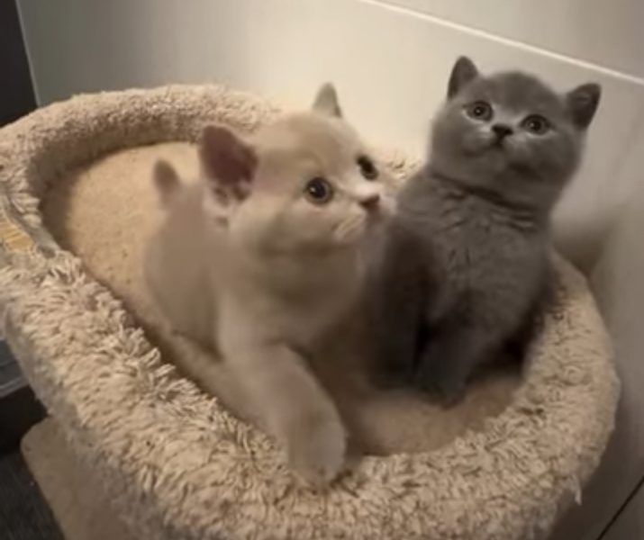 British Shorthair Kittens Available – Male & Female 🐾