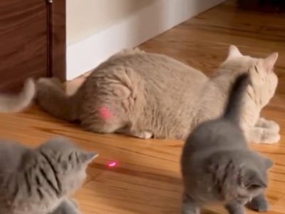 British Shorthair Kittens Available – Male & Female 🐾