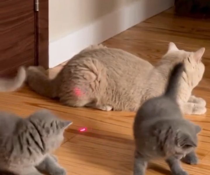 British Shorthair Kittens Available – Male & Female 🐾