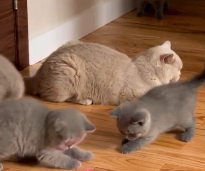 British Shorthair Kittens Available – Male & Female 🐾