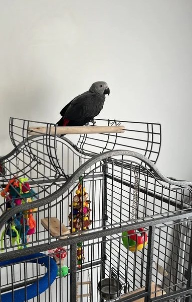 Adorable African Grey