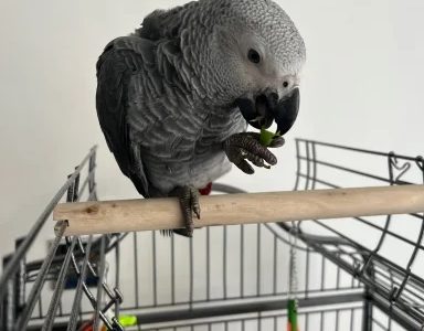 Adorable African Grey