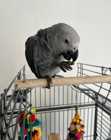 Adorable African Grey