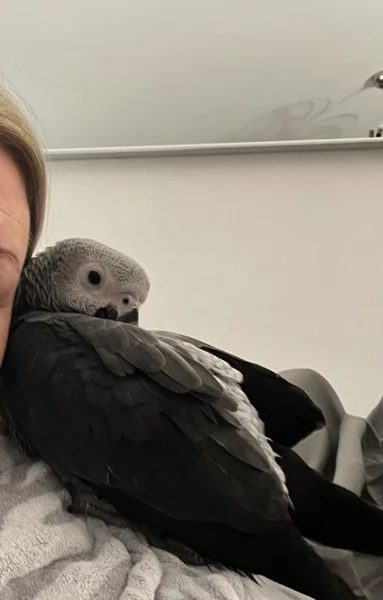 Adorable African Grey