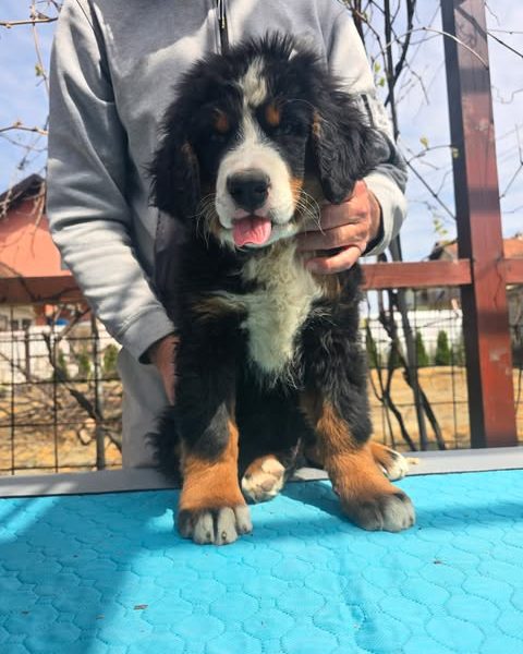 Bernese mountain dog puppies