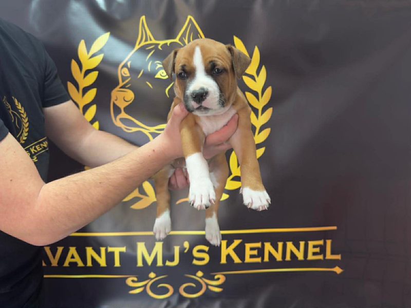 American Staffordshire Terrier puppies