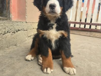 Bernese mountain dog puppies