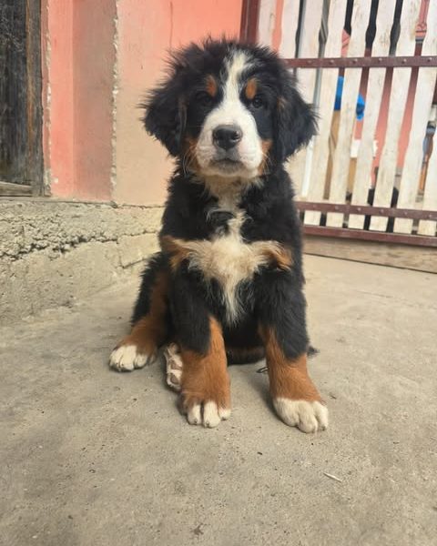 Bernese mountain dog puppies