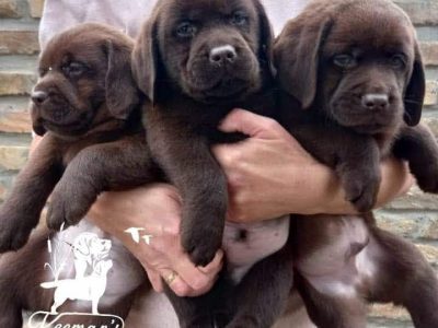 Labrador retriever puppies, chocolate