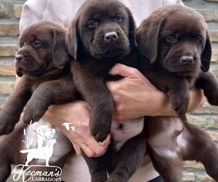 Labrador retriever puppies, chocolate