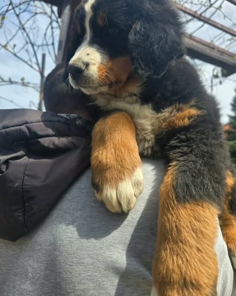 Bernese mountain dog puppies