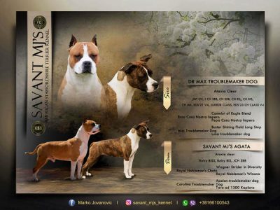American Staffordshire Terrier puppies