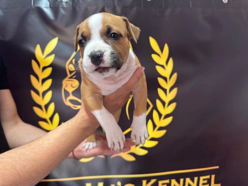 American Staffordshire Terrier puppies