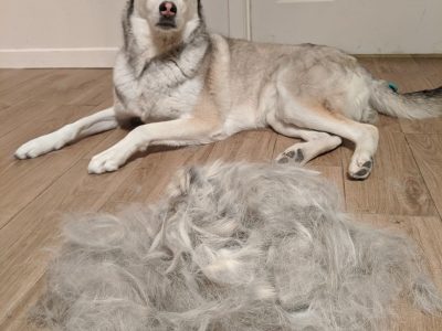 Neat and Stylish Pet Haircuts for Everyday Comfort