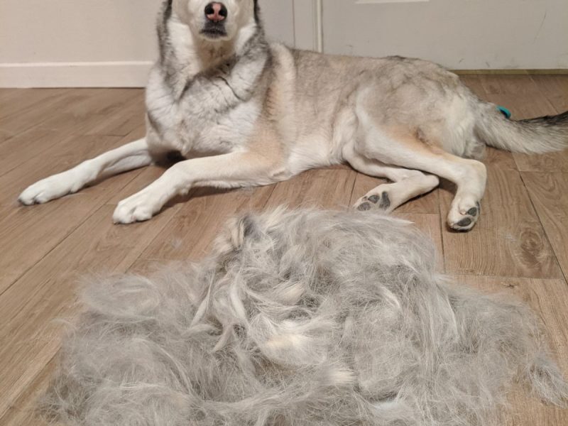 Neat and Stylish Pet Haircuts for Everyday Comfort