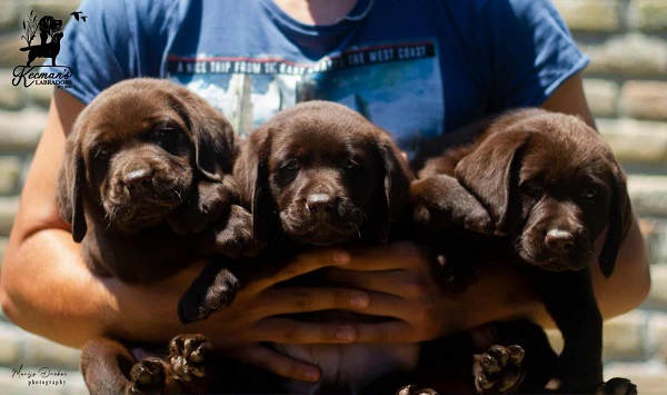 Labrador retriever puppies, chocolate
