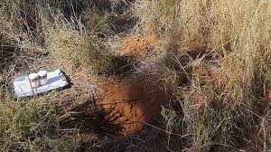 Bush Regeneration