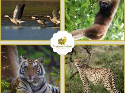 Experience the Best Wildlife Safari in India Today