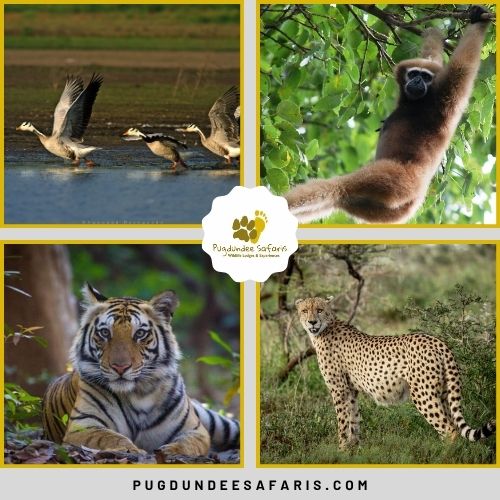 Experience the Best Wildlife Safari in India Today