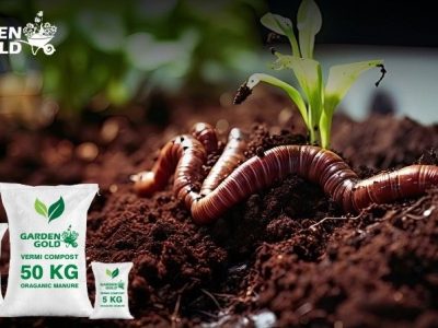 Advantages of Vermicomposting for Organic Farming