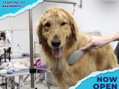 Seminole Mobile Dog Grooming