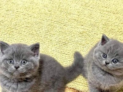 British Shorthair kittens