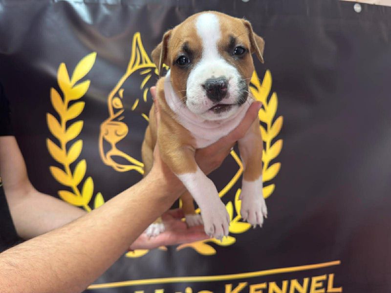 American Staffordshire Terrier puppies
