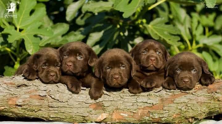 Labrador retriever puppies, chocolate