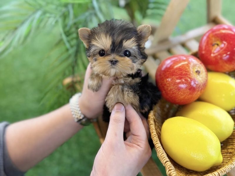 Amazing teacup puppies for adoption