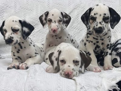 Beautiful **Dalmatian puppies