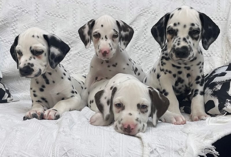 Beautiful **Dalmatian puppies