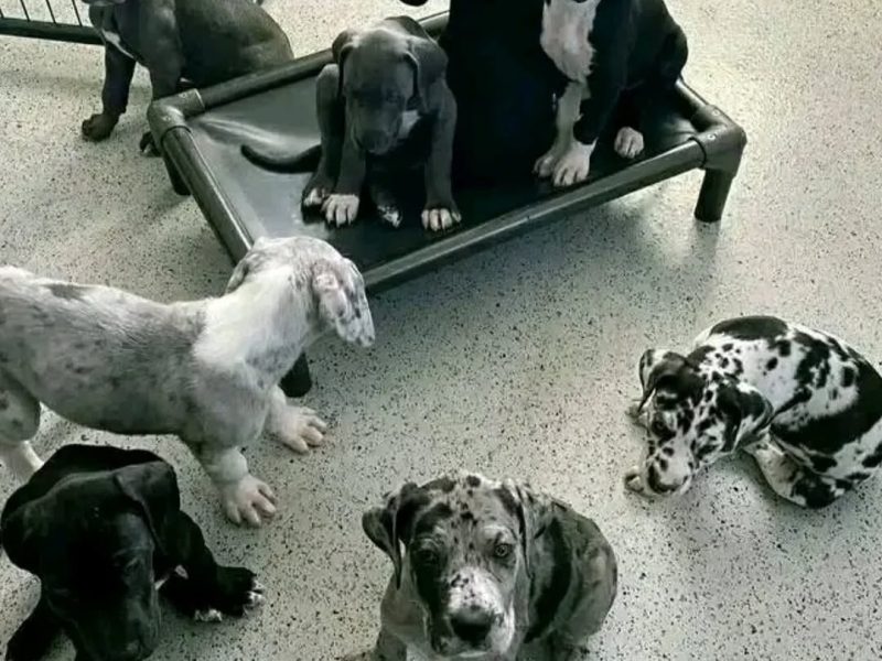 Good looking male and female Great Dane Puppies for adoption
