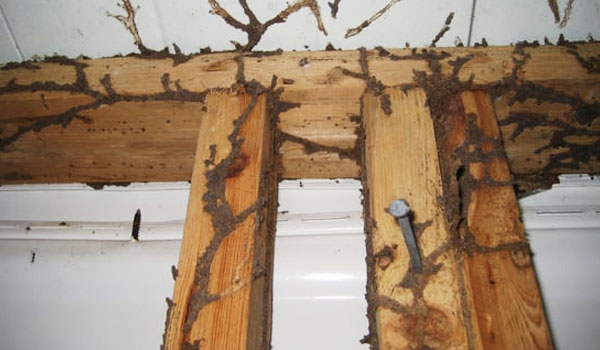 Culver City Termite Spraying