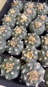 mescaline for sale