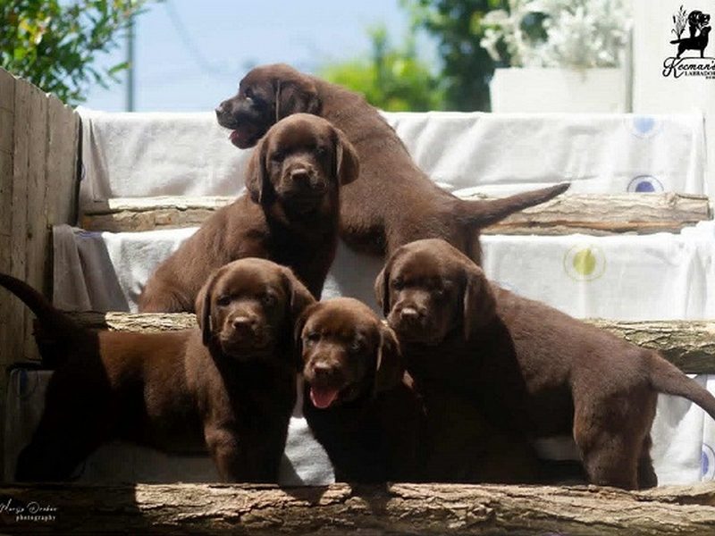 Labrador retriever puppies, chocolate