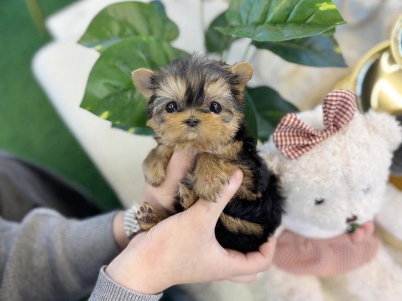 Amazing teacup puppies for adoption
