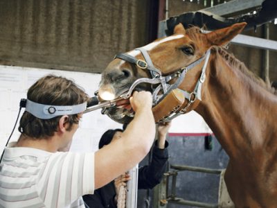 Equine Dentistry Equipment