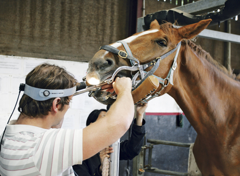 Equine Dentistry Equipment