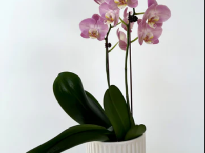 Flower Shop Brisbane City