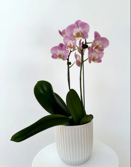Flower Shop Brisbane City