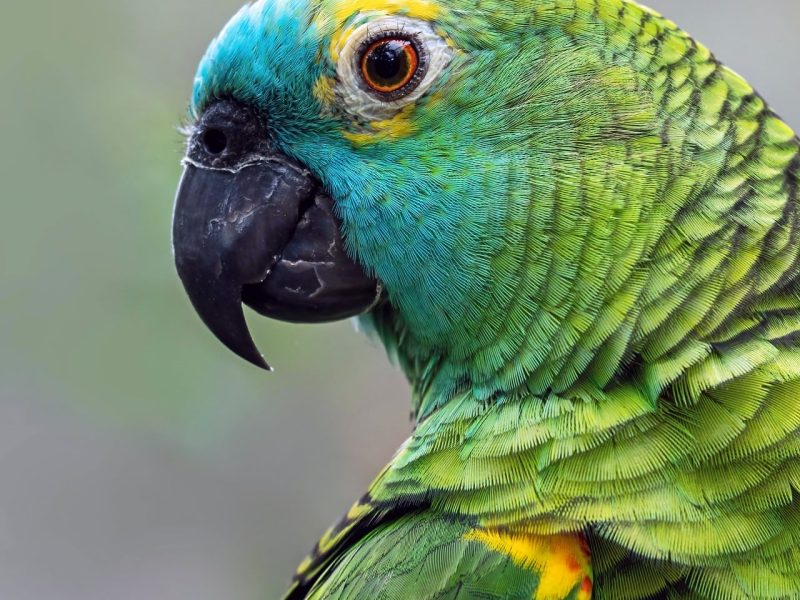 Green Cheek Conure Bird – Playful & Affectionate | Mo’s Birds