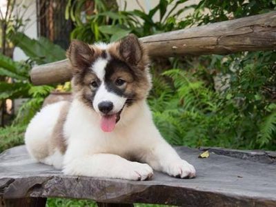 Thai Bangkaew Puppies