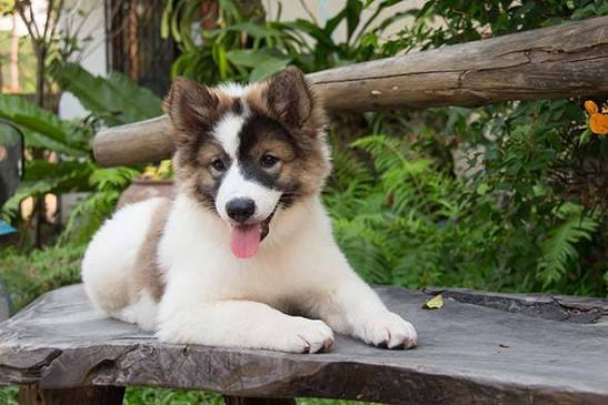 Thai Bangkaew Puppies