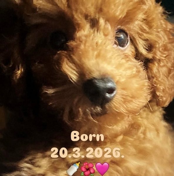 Red TOY POODLES, top litter of champion origin