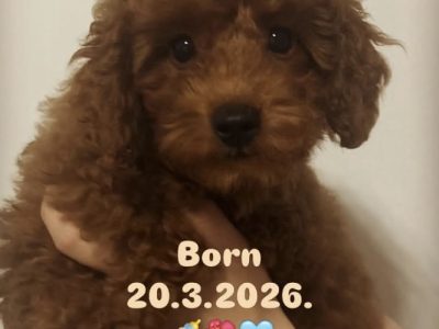 Red TOY POODLES, top litter of champion origin